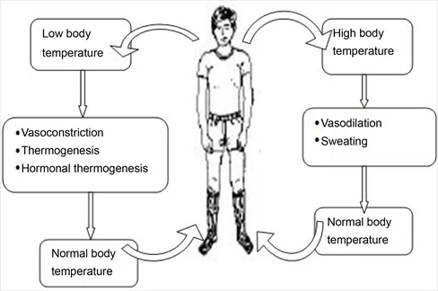 Тепловые процессы в теле человека: от дрожи до пота / Photo: https://www.scirp.org