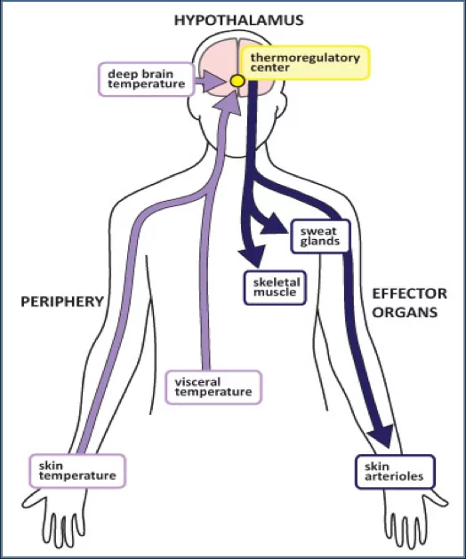Thermal processes in the human body: The role of the hypothalamus in thermoregulation / Photo: https://www.delbelloosteopathie.ca/en/thermoregulation-and-exercise-a-review/