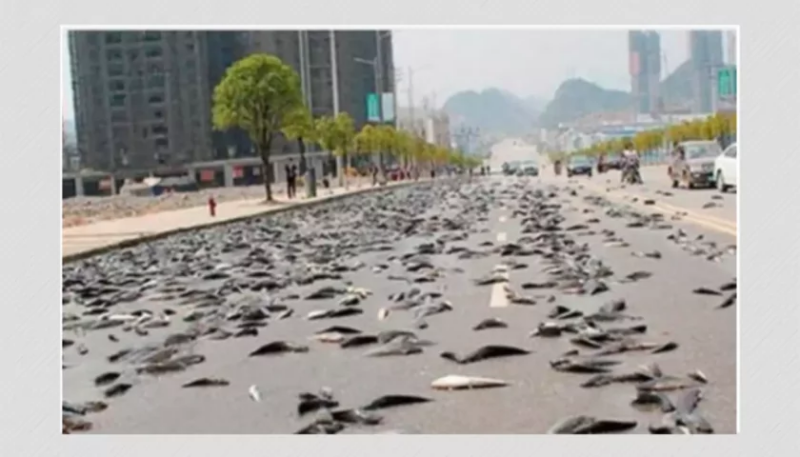 Интересные факты о дожде: рыбные дожди / Photo:https://www.boomlive.in/world/fish-rain-honduras-china-truck-accident-fake-news-fact-check-15295
