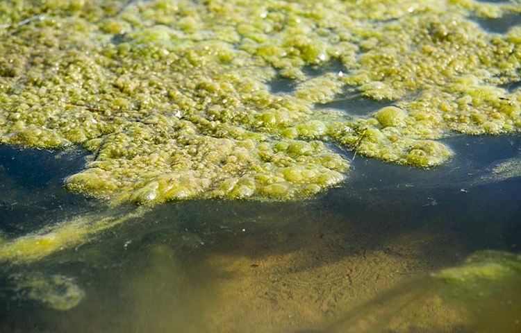 Чому цвіте вода в озері: причини та наслідки? / Photo: https://www.nps.gov/lake/learn/algal-blooms.htm