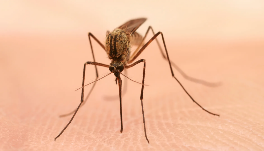 Чому комарі п'ють кров? / Photo: https://www.mosquitomagnet.com/articles/how-mosquitoes-bite