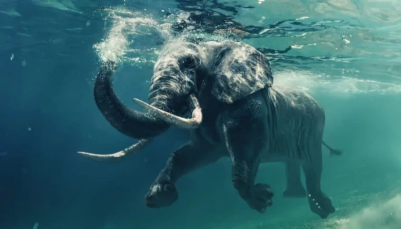 Интересные факты о слонах: Слоны - отличные пловцы / Photo:https://a-z-animals.com/blog/can-elephants-swim/