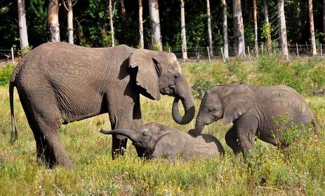 Цікаві факти про слонів: 13 дивовижних речей