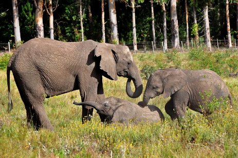 Цікаві факти про слонів: 13 дивовижних речей