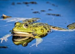 Цікаві факти про жаб: від фізіології до маскування