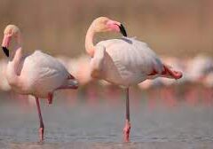 Dlaczego flamingi stoją na jednej nodze?