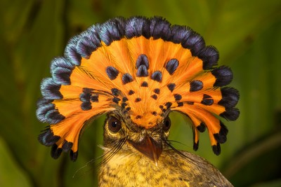 Амазонська королівська мухоловка / Photo:https://addpmp.slamjam.com/posts/amazonian-royal-flycatcher