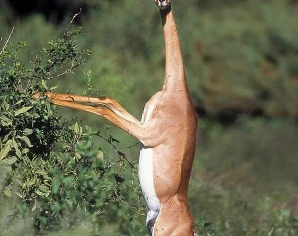 Незвичайні тварини:  Геренюк / Photo: https://www.reddit.com/r/interestingasfuck/comments/13d88bb/this_uniquelooking_antelope_called_a_gerenuk_can/?rdt=55536