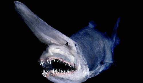 Гоблінська акула / Photo: https://missionblue.org/2013/06/photo-of-the-day-goblin-shark/