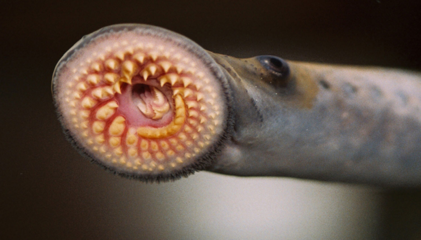 Незвичайні тварини: Мінога / Photo: https://e360.yale.edu/features/sea-lampreys-pacific-lampreys-american-rivers-dams