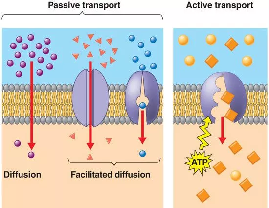 Jakie rodzaje transportu zapewniają przepływ substancji do komórek: transport pasywny i aktywny