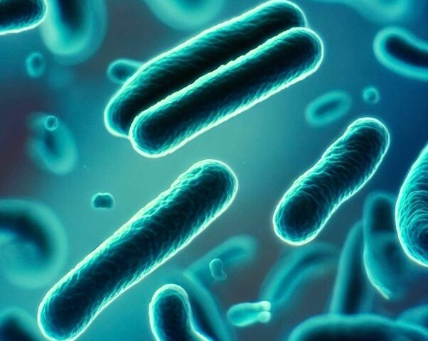 Як розмножуються бактерії?