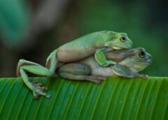 How do frogs reproduce: from mating to the first days of life