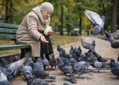 Що їдять голуби: повний список їжі в природі та місті
